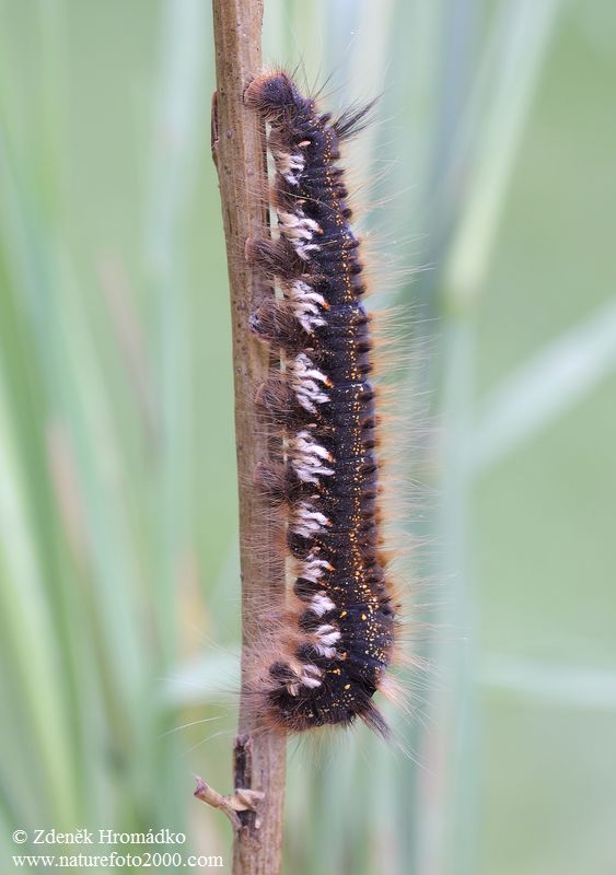 bourovec trávový, Euthrix potatoria (Motýli, Lepidoptera)